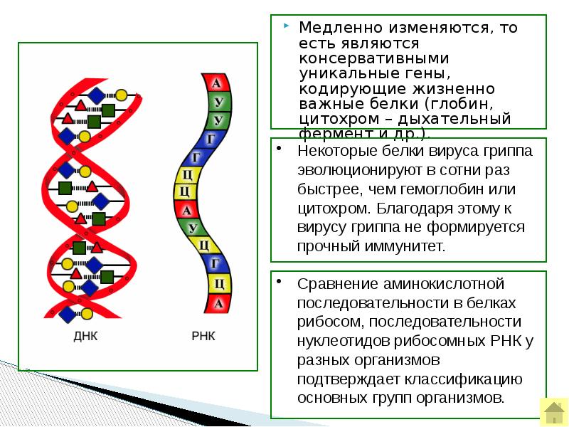 В гене закодирована информация о