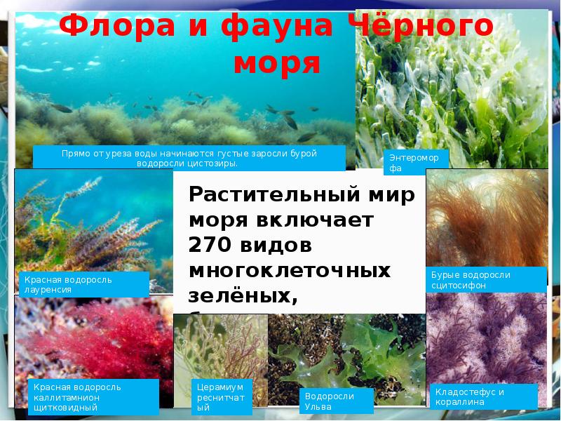 Черное море презентация