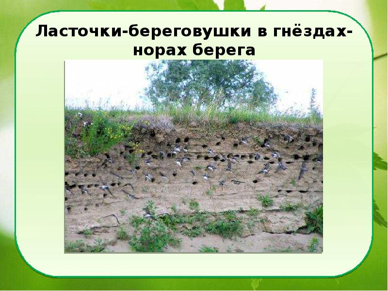 Ласточки-береговушки в гнёздах-норах берега Ласточки-береговушки в гнёздах-норах берега