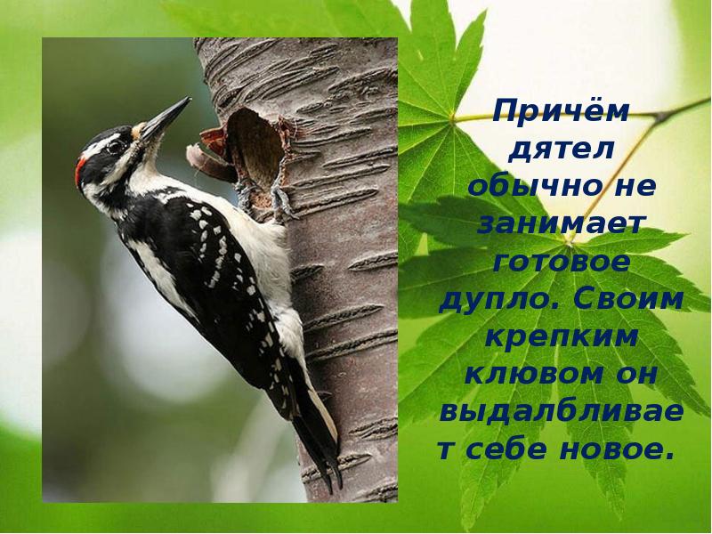 Причём дятел обычно не занимает готовое дупло. Своим крепким клювом он Причём дятел обычно не занимает готовое дупло. Своим крепким клювом он