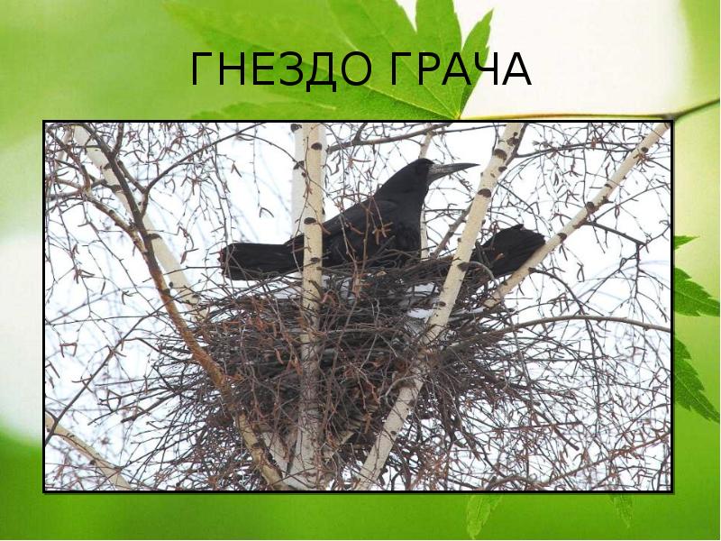 ГНЕЗДО ГРАЧА ГНЕЗДО ГРАЧА