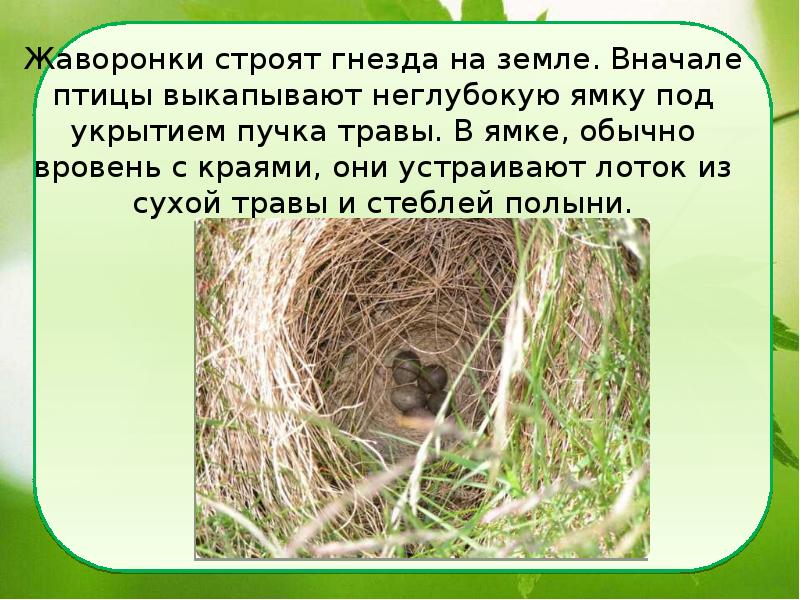 Жаворонки строят гнезда на земле. Вначале птицы выкапывают неглубокую ямку под Жаворонки строят гнезда на земле. Вначале птицы выкапывают неглубокую ямку под