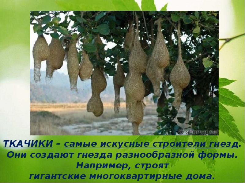 ТКАЧИКИ – самые искусные строители гнезд. Они создают гнезда разнообразной формы. Например, строят гигантские многоквартирные дома. ТКАЧИКИ – самые искусные строители гнезд. Они создают гнезда разнообразной формы. Например, строят гигантские многоквартирные дома.
