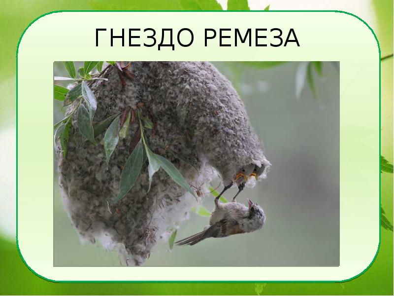 ГНЕЗДО РЕМЕЗА ГНЕЗДО РЕМЕЗА