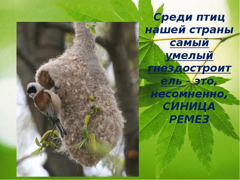 Среди птиц нашей страны самый умелый гнездостроитель - это, несомненно, СИНИЦА Среди птиц нашей страны самый умелый гнездостроитель - это, несомненно, СИНИЦА