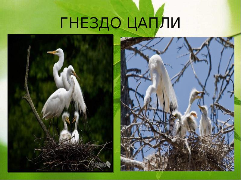 ГНЕЗДО ЦАПЛИ ГНЕЗДО ЦАПЛИ