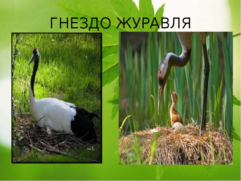 ГНЕЗДО ЖУРАВЛЯ ГНЕЗДО ЖУРАВЛЯ