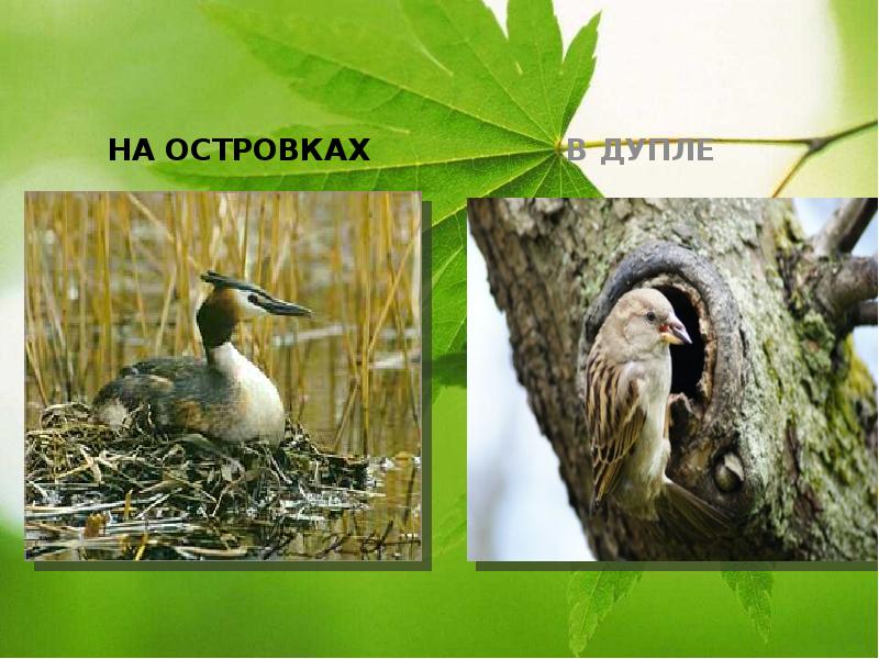 НА ОСТРОВКАХ
НА ОСТРОВКАХ НА ОСТРОВКАХ
НА ОСТРОВКАХ
