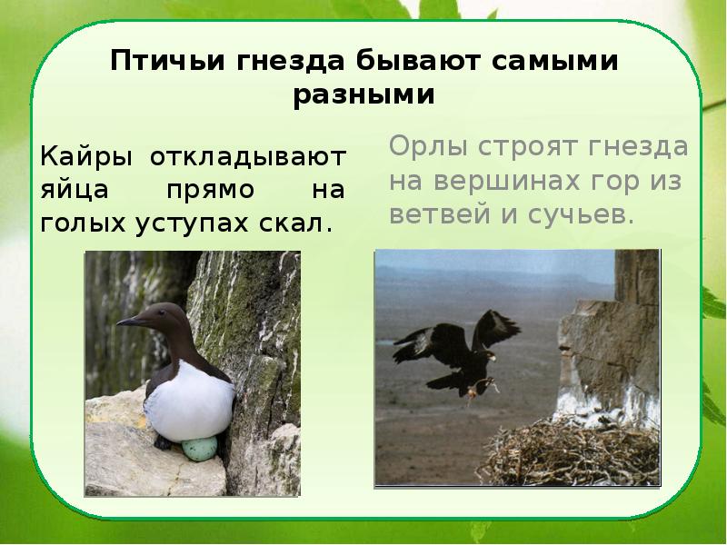 Птичьи гнезда бывают самыми разными
Кайры откладывают яйца прямо на голых Птичьи гнезда бывают самыми разными
Кайры откладывают яйца прямо на голых