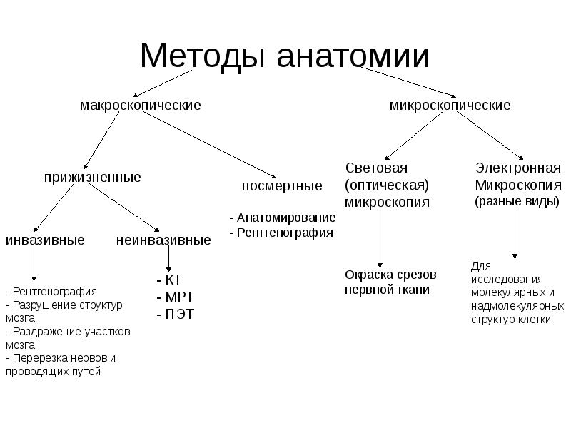 Какие исследования человека. Методы изучения анатомии. Методы изучения анатомии и физиологии. Методы исследования в анатомии. Анатомия человека метод исследования.