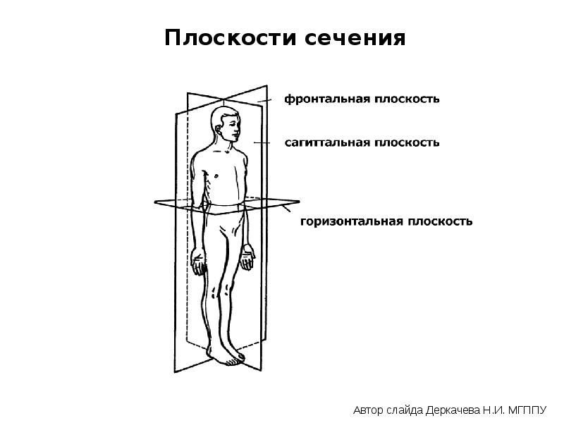 Осевая плоскость