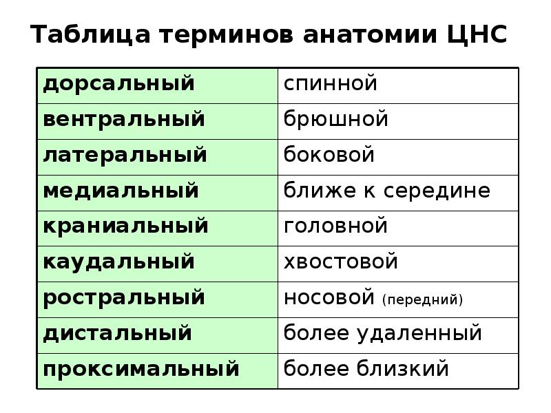 Таблица терминологии. Таблица терминов. Таблица терминов по анатомии. Таблица понятий. Терминология в таблице.