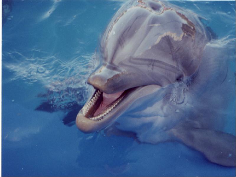 Какие звуки издает дельфин. Язык дельфинов. Человек Дельфин. Дельфин показывает язык. Нападение дельфинов на людей.