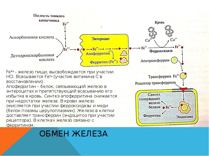 Биохимия витамины биохимия презентация