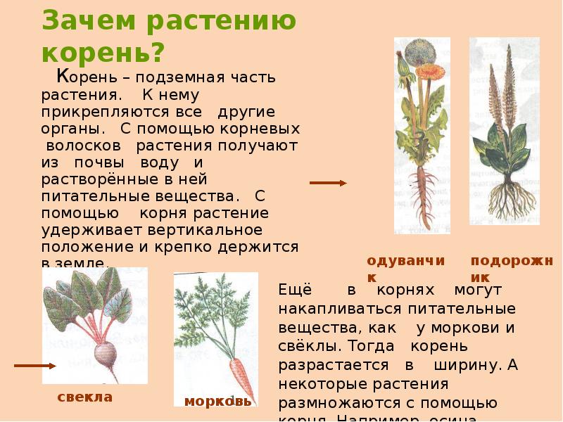 Зачем растению. Зачем растению корни растений. Корень подземная часть растения. Зачем нужен корень растению. Зачем растениям корнеплоды.