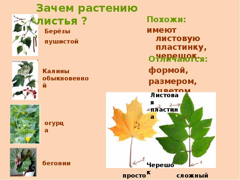 Форма листа калины. Лист березы простой или сложный. Калина листья простые или сложные. Зачем растениям листья.
