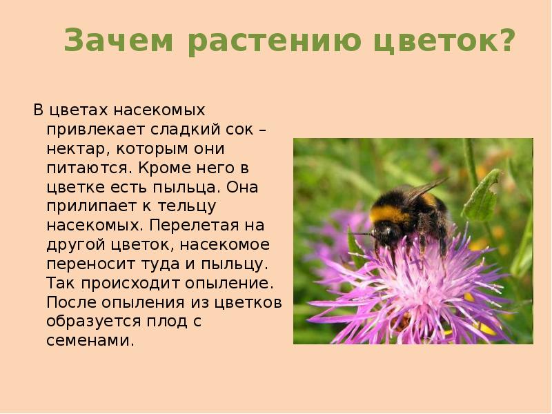 Выделяют нектар. Растения привлекающие насекомых. Зачем растениям нужен нектар. Зачем растению цветок. Чем цветы привлекают насекомых.