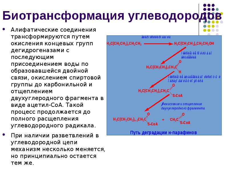 Биотрансформация углеводородов
Алифатические соединения трансформируются путем окисления концевых групп дегидрогеназами с Биотрансформация углеводородов
Алифатические соединения трансформируются путем окисления концевых групп дегидрогеназами с