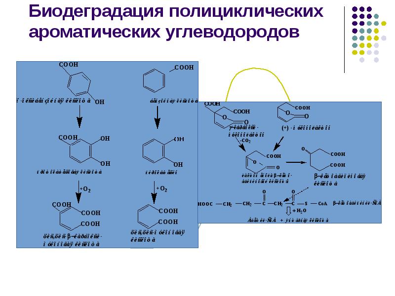 Биодеградация полициклических ароматических углеводородов Биодеградация полициклических ароматических углеводородов