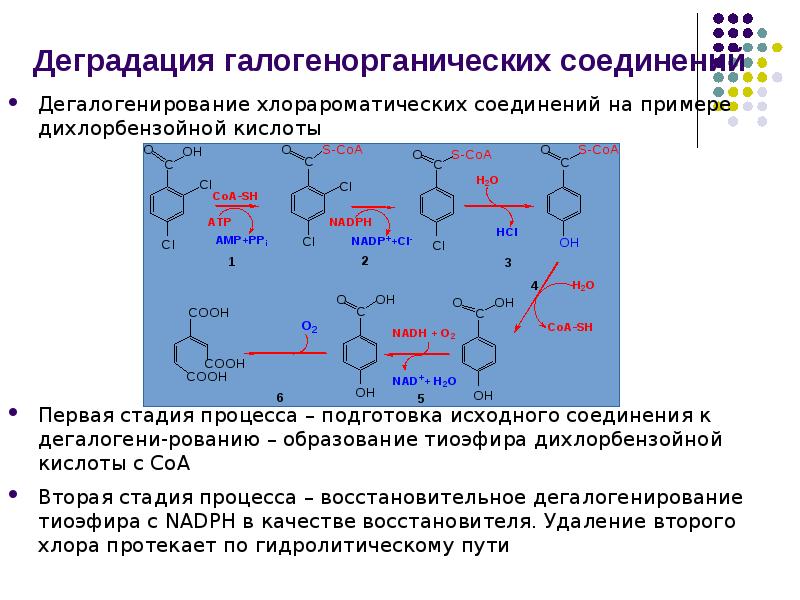 Деградация галогенорганических соединений
Дегалогенирование хлорароматических соединений на примере дихлорбензойной кислоты
Деградация галогенорганических соединений
Дегалогенирование хлорароматических соединений на примере дихлорбензойной кислоты
