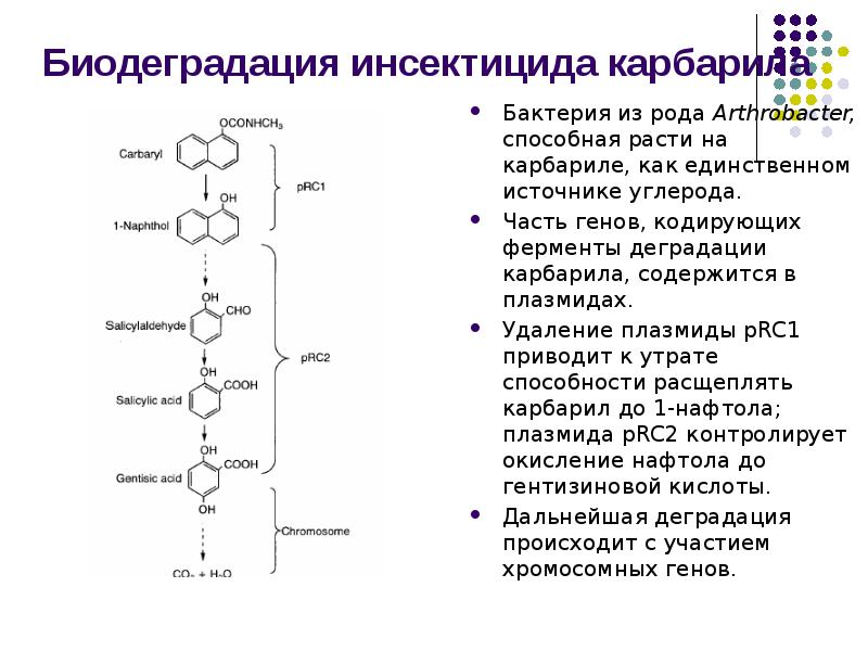 Биодеградация инсектицида карбарила
Бактерия из рода Arthrobacter, способная расти на карбариле, Биодеградация инсектицида карбарила
Бактерия из рода Arthrobacter, способная расти на карбариле,
