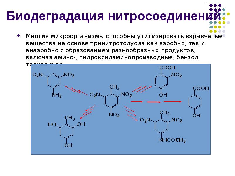 Биодеградация нитросоединений
Многие микроорганизмы способны утилизировать взрывчатые вещества на основе тринитротолуола Биодеградация нитросоединений
Многие микроорганизмы способны утилизировать взрывчатые вещества на основе тринитротолуола