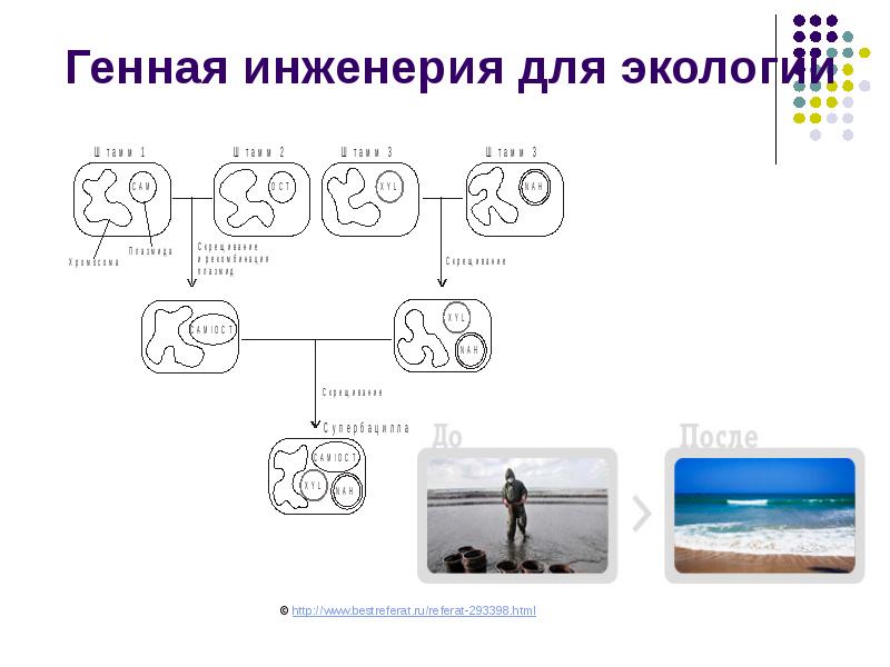 Генная инженерия для экологии Генная инженерия для экологии