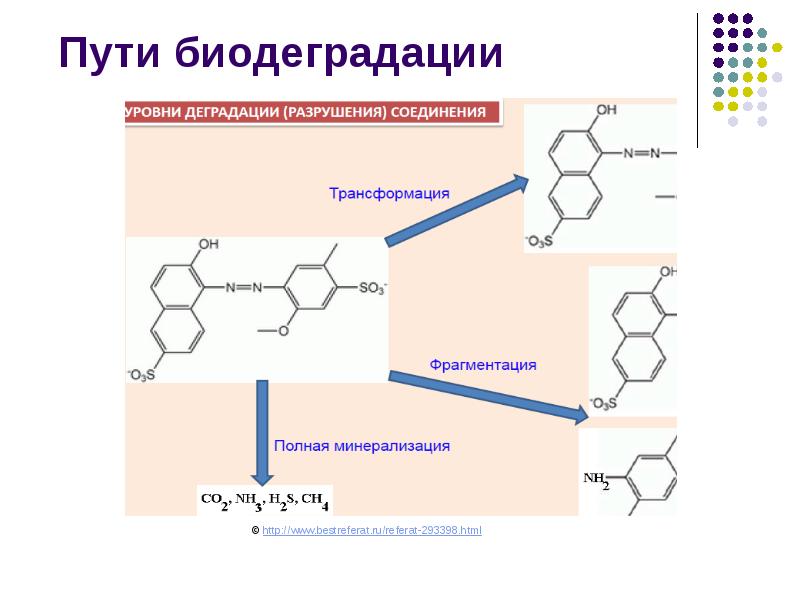 Пути биодеградации Пути биодеградации