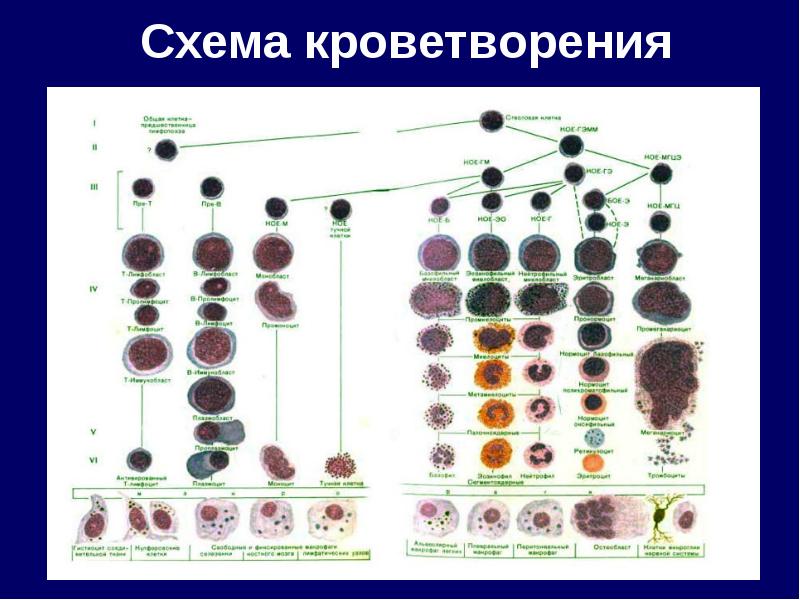 Схема кроветворения картинки