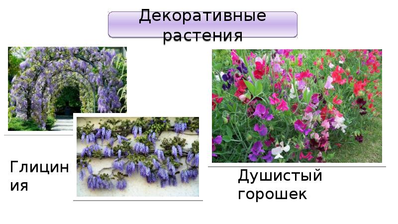 Презентация семейство пасленовые мотыльковые и сложноцветные