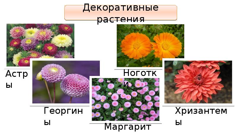 Презентация семейство пасленовые мотыльковые и сложноцветные