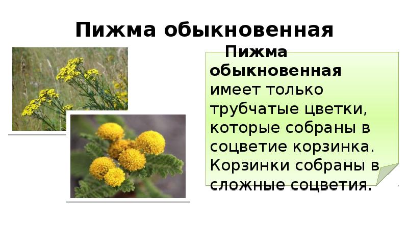 Семейства сложноцветные и мотыльковые. Пижма обыкновенная. Пижма обыкновенная описание. Пижма обыкновенная сообщение. Пижма обыкновенная фото.