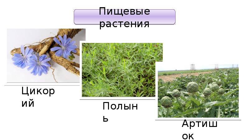 Презентация семейство пасленовые мотыльковые и сложноцветные