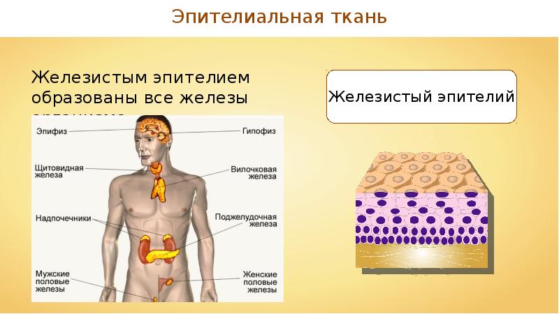 Из каких тканей образуются легкие