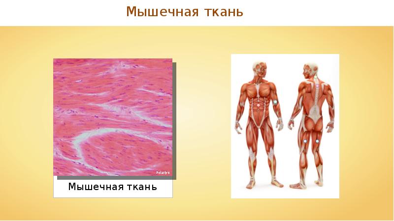 Соединительная мышечная. Мышечная и соединительная ткань. Мышечная ткань человека. Ткани мышц человека. Соединительная ткань мышцы.