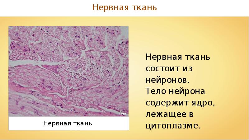 4 ткань состоит из. Нервная соединительная ткань. Эпителиальная соединительная мышечная. Эпителиальная нервная мышечная и соединительная. Соединительная мышечная нервная ткань.