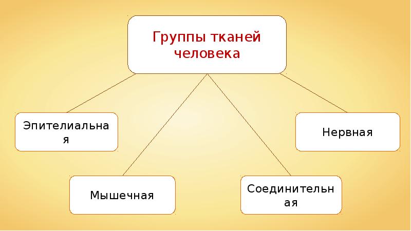 Человек сложная система