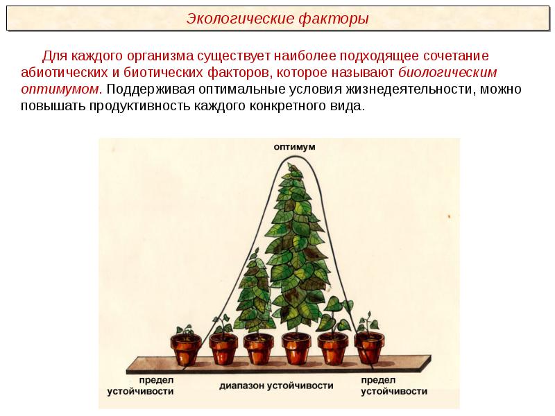 Какой фактор оказывал наибольшее влияние на формирование кроны сосен изображенных на рисунке ответ