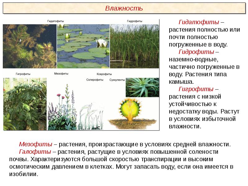 Экологические группы растений схема