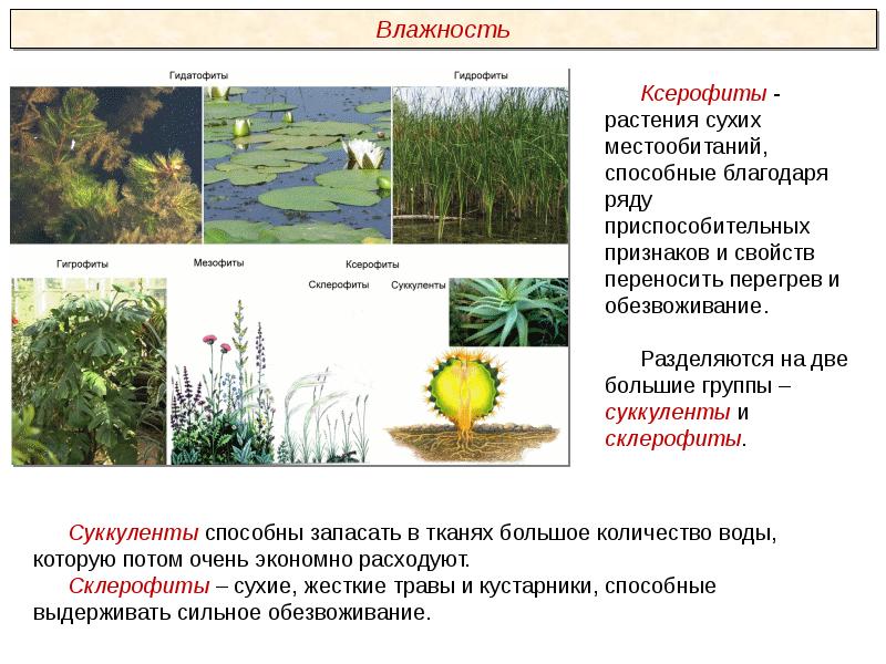 Растительные ткани пименов презентация