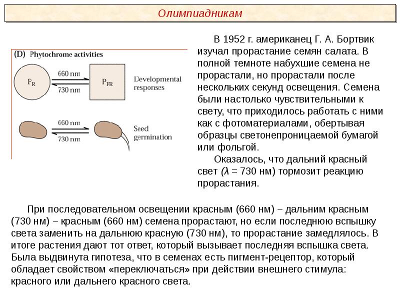 Растения пименов презентация