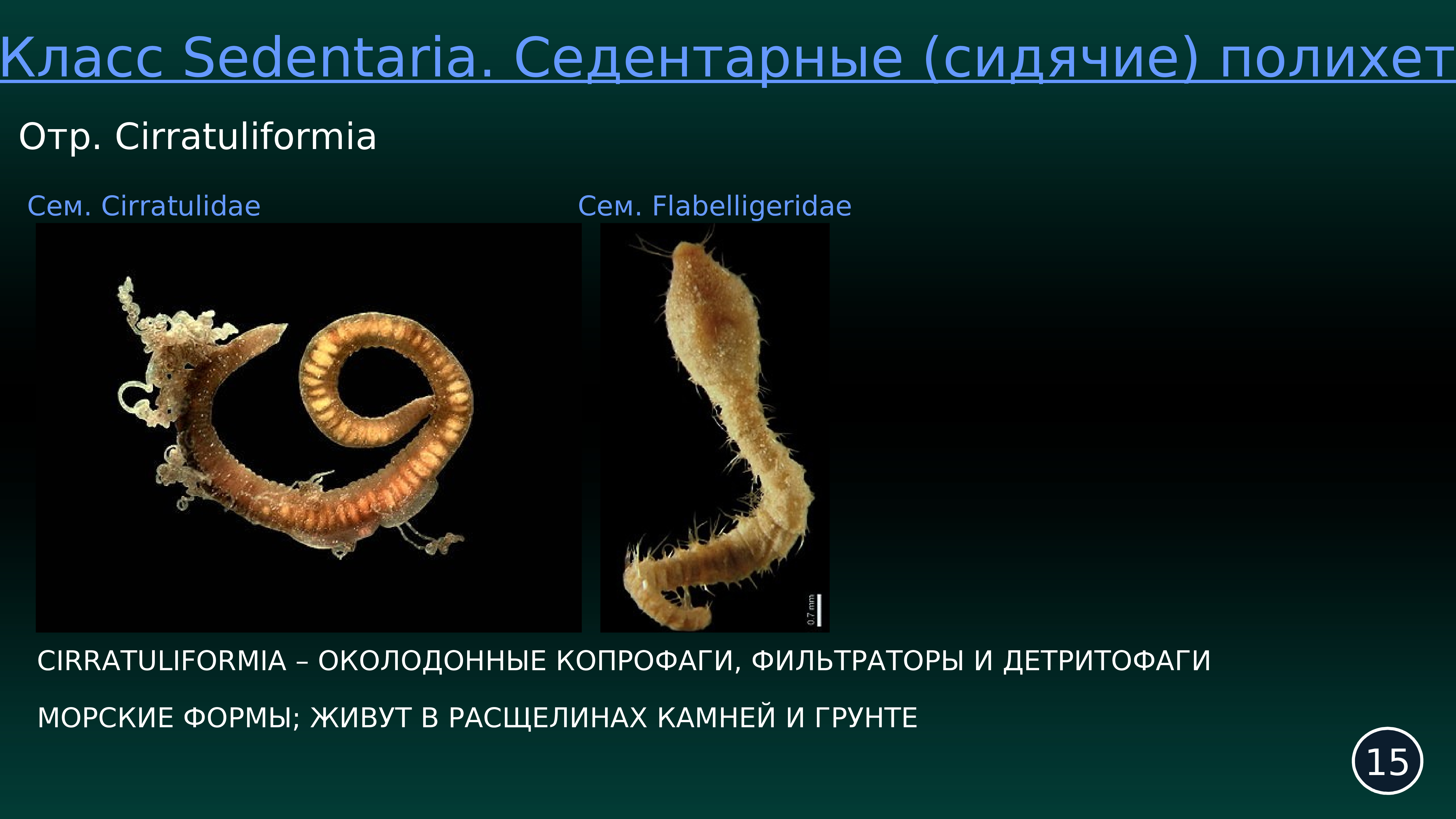 Акарология это. Какая наука изучает морских слизней. Различие морфологии и анатомии.