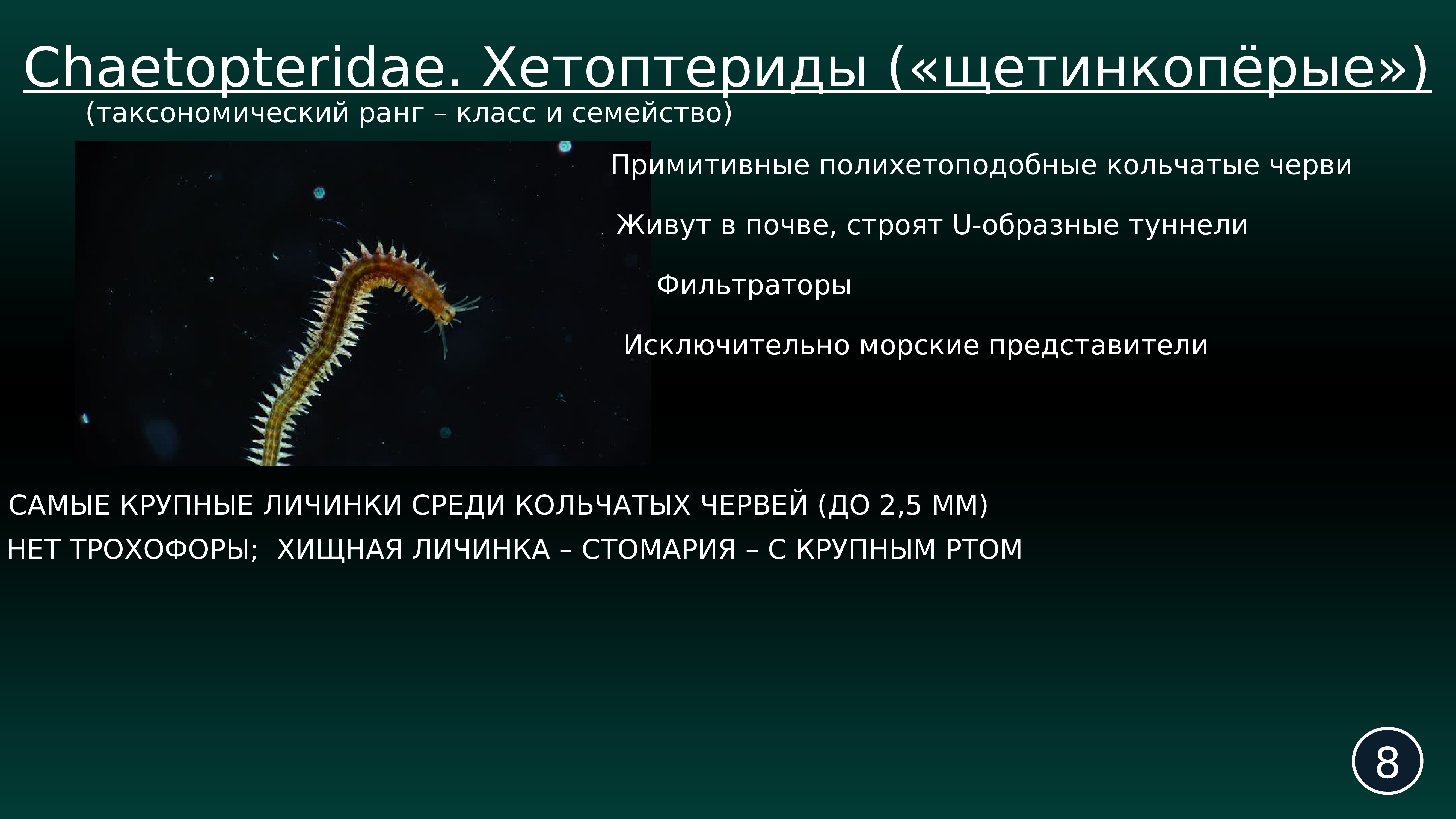 Наука изучающая нервную систему. Аннелидология. Наука изучающая губоногих. Anostraca особенности морфологии.