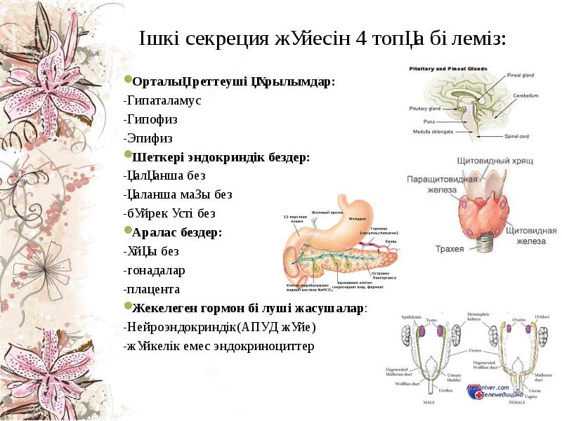 Ішкі секреция бездері презентация