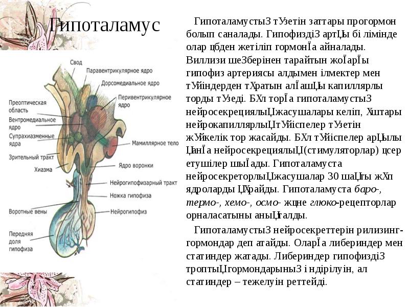 Гипоталамус   Гипоталамустың түзетін заттары прогормон болып саналады. Гипофиздің артқы