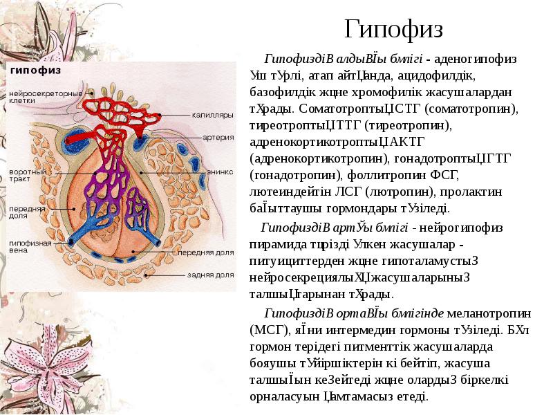 Гипофиз   Гипофиздің алдыңғы бөлігі - аденогипофиз үш түрлі, атап