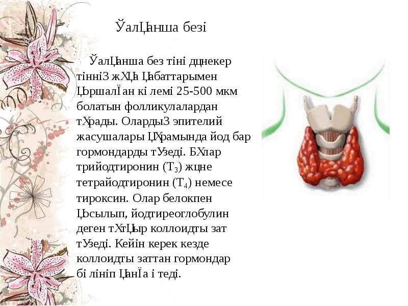 Қалқанша безі   Қалқанша без тіні дәнекер тіннің жұқа қабаттарымен