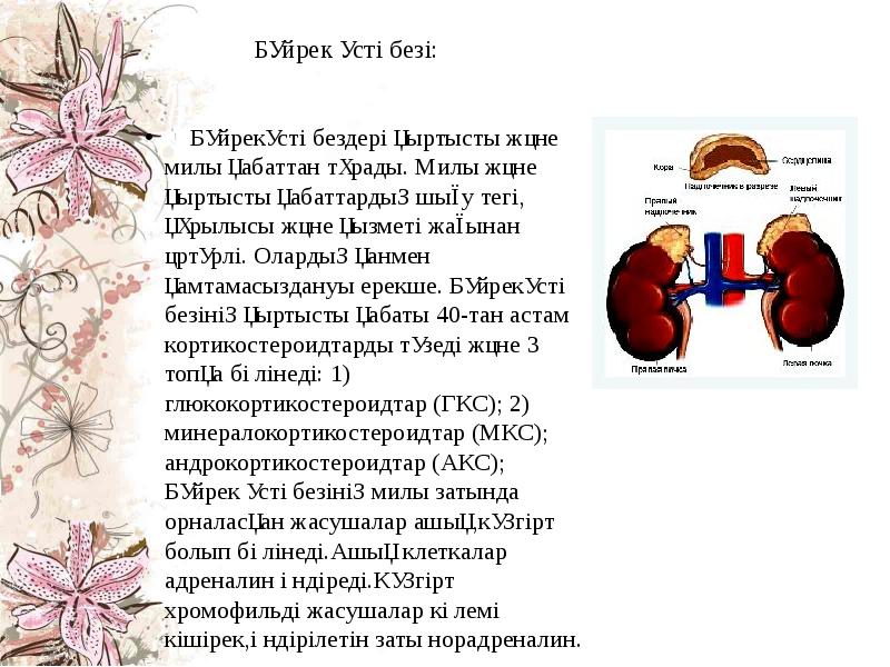 Бүйрек үсті безі:   Бүйрекүсті бездері қыртысты және милы қабаттан