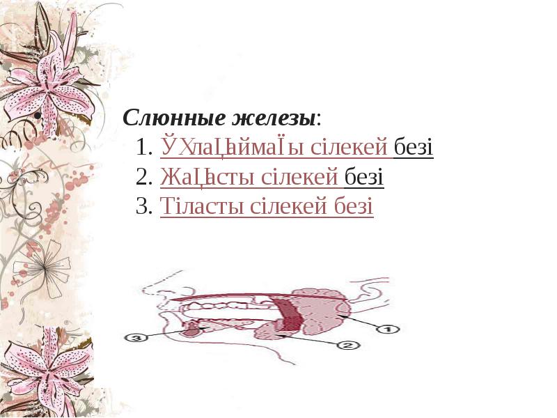 Слюнные железы:        1.&nbsp;Құлақаймағы сілекей