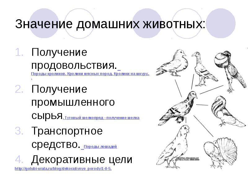 Какая форма отбора представлена на рисунке по каким признакам производился отбор голуби